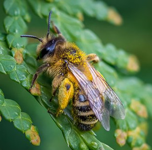Biene in Pollen web