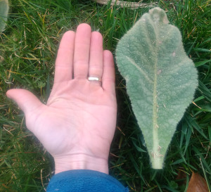 Königskerze   Blatt und Hand