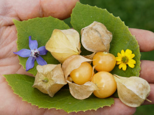 Physalis