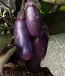 Culinaris_Aubergine_093-1