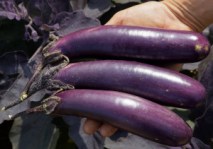 Culinaris_Aubergine_093-2