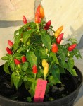 Culinaris_Chili_028-1