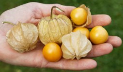 Culinaris_Physalis_084-2