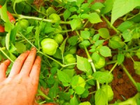 Culinaris_Tomatillo_060-2